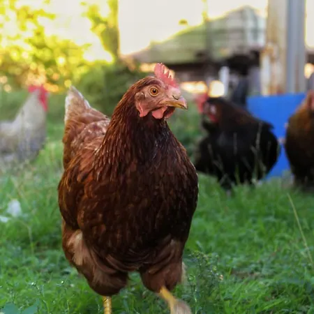 Hof Von Felde סולטאו