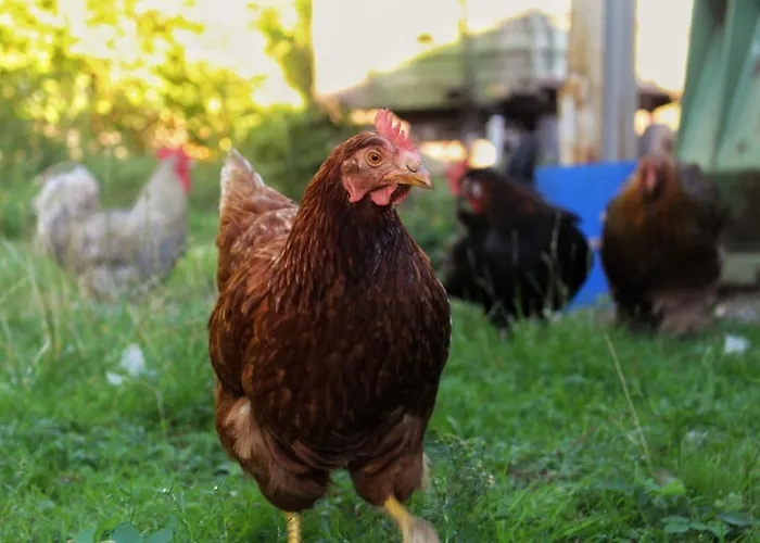 Hof Von Felde סולטאו