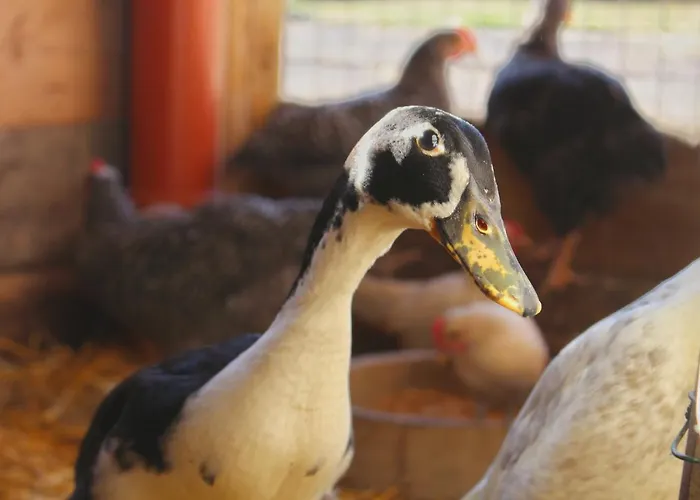 Hof Von Felde Feriehus *